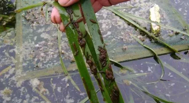 水蛭的养殖前景好吗