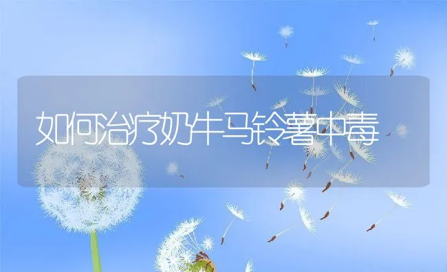 如何治疗奶牛马铃薯中毒 | 动物养殖学堂