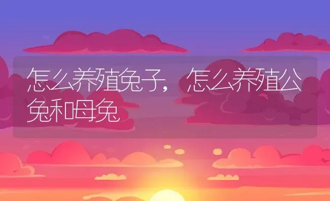 怎么养殖兔子,怎么养殖公兔和母兔 | 宠物百科知识