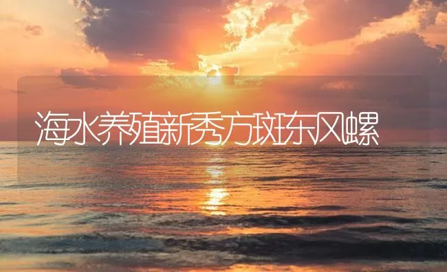 海水养殖新秀方斑东风螺 | 海水养殖技术