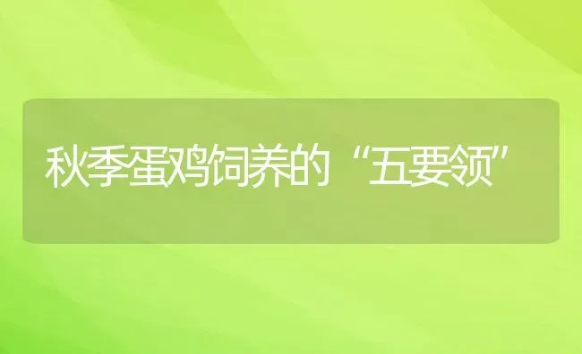 秋季蛋鸡饲养的“五要领” | 动物养殖教程