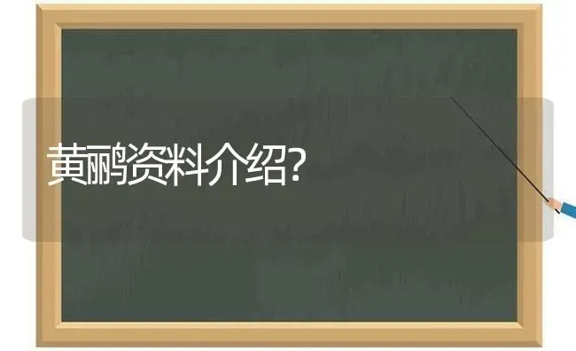 黄鹂资料介绍？ | 动物养殖问答