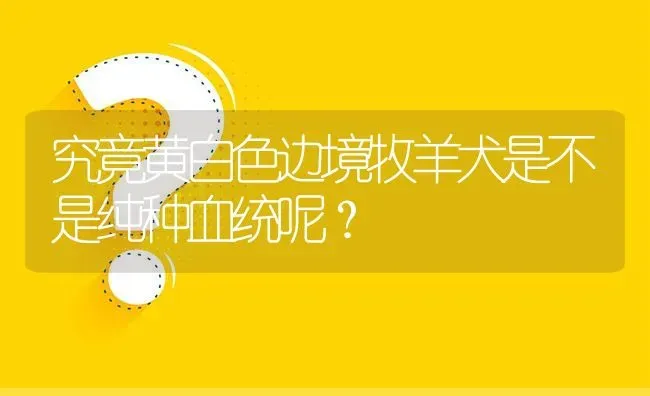 究竟黄白色边境牧羊犬是不是纯种血统呢？ | 动物养殖问答