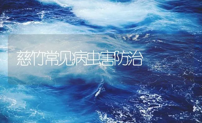 慈竹常见病虫害防治 | 海水养殖技术