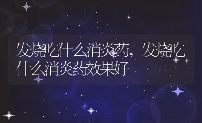 发烧吃什么消炎药,发烧吃什么消炎药效果好 | 宠物百科知识