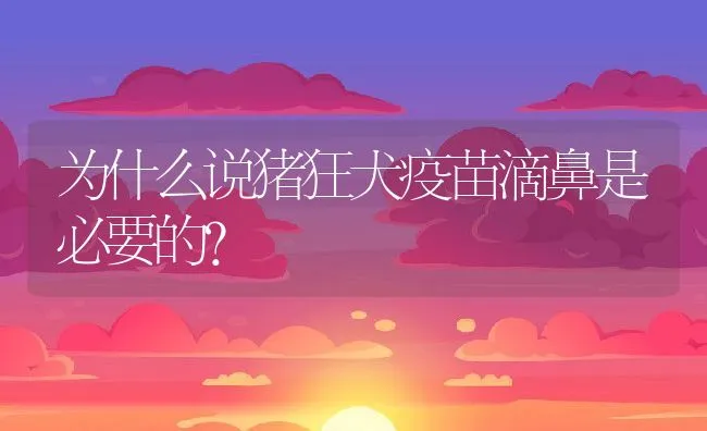 为什么说猪狂犬疫苗滴鼻是必要的？ | 动物养殖学堂