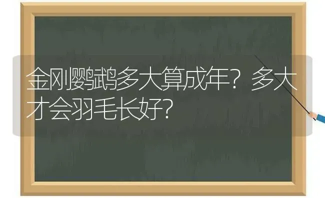 金刚鹦鹉多大算成年？多大才会羽毛长好？ | 动物养殖问答