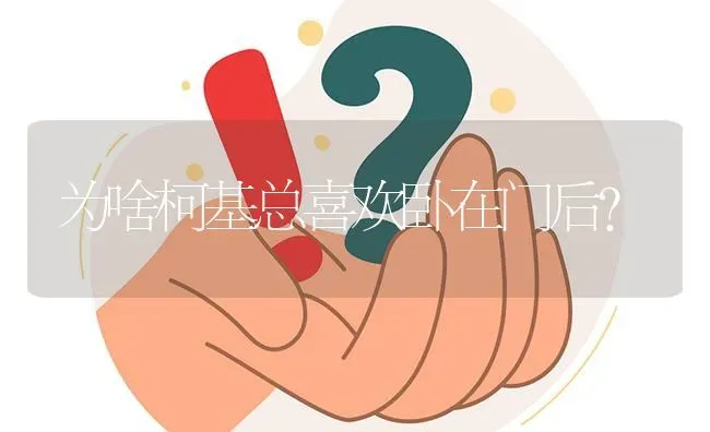 为啥柯基总喜欢卧在门后？ | 动物养殖问答