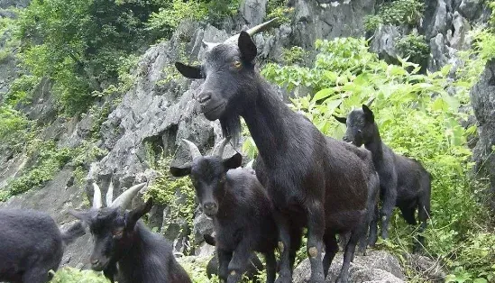 黑山羊图片