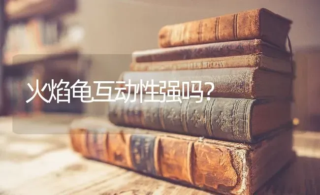 火焰龟互动性强吗？ | 动物养殖问答