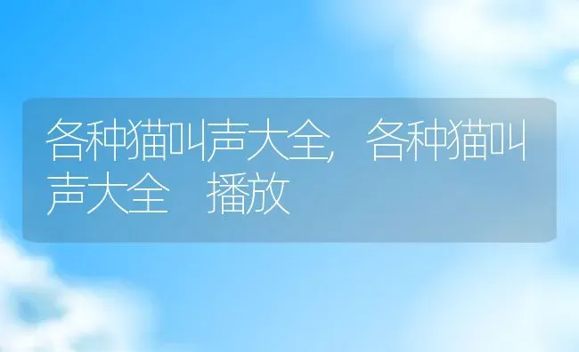 各种猫叫声大全,各种猫叫声大全 播放 | 宠物百科知识