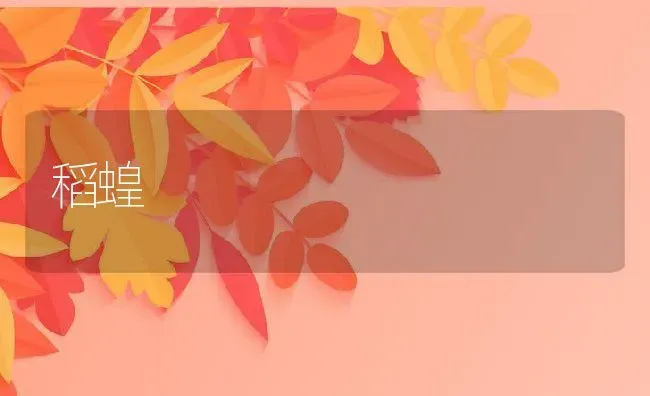 稻蝗 | 动物养殖百科