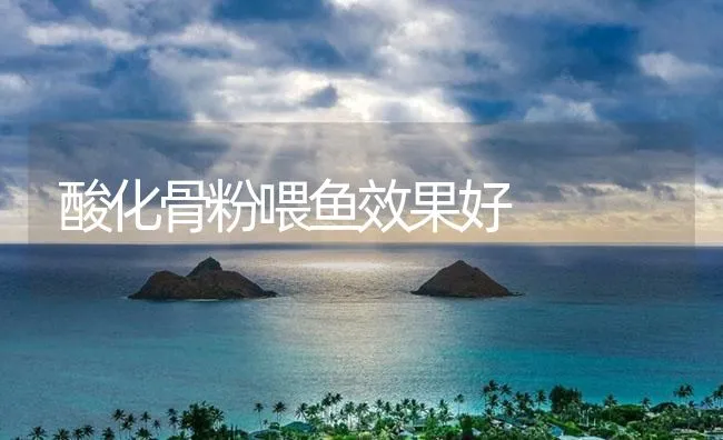 酸化骨粉喂鱼效果好 | 海水养殖技术