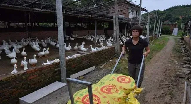 肉鸭饲料配方原则及所需营养的特点