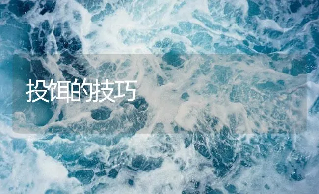 投饵的技巧 | 海水养殖技术