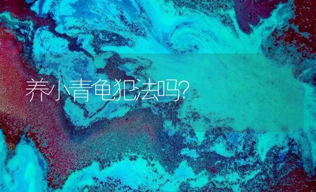 养小青龟犯法吗？ | 动物养殖问答