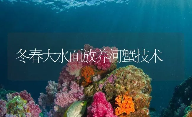 冬春大水面放养河蟹技术 | 海水养殖技术