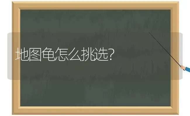 地图龟怎么挑选？ | 动物养殖问答