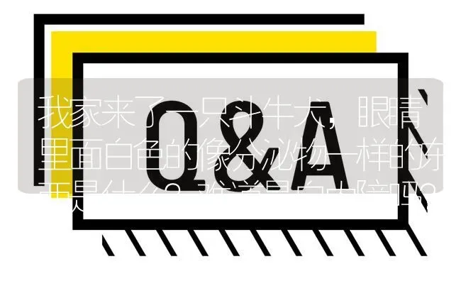 我家来了一只斗牛犬，眼睛里面白色的像分泌物一样的东西是什么？难道是白内障吗？ | 动物养殖问答