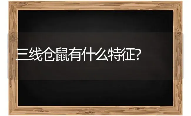 三线仓鼠有什么特征？ | 动物养殖问答