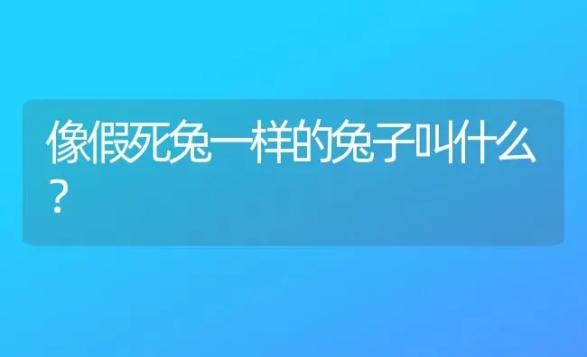 像假死兔一样的兔子叫什么？ | 动物养殖问答