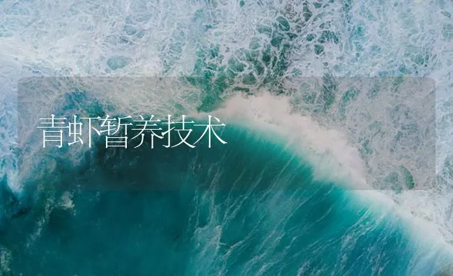 青虾暂养技术 | 海水养殖技术