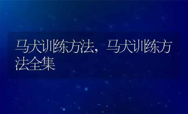 马犬训练方法,马犬训练方法全集 | 宠物百科知识