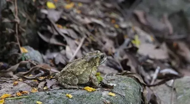 养蟾蜍的优势 蟾蜍真的好养吗？