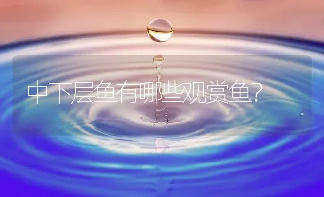 中下层鱼有哪些观赏鱼？ | 鱼类宠物饲养