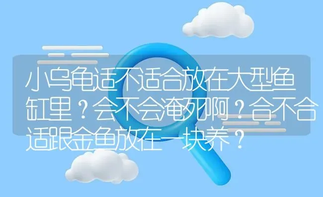 小乌龟适不适合放在大型鱼缸里？会不会淹死啊？合不合适跟金鱼放在一块养？ | 鱼类宠物饲养