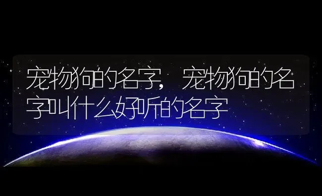 宠物狗的名字,宠物狗的名字叫什么好听的名字 | 宠物百科知识