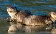 水獭养殖之异食症的防治方法