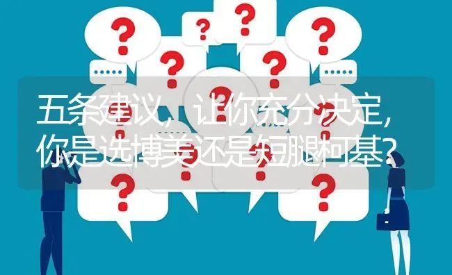 五条建议，让你充分决定，你是选博美还是短腿柯基？ | 动物养殖问答