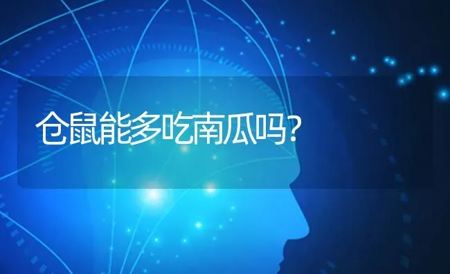 仓鼠能多吃南瓜吗？ | 动物养殖问答