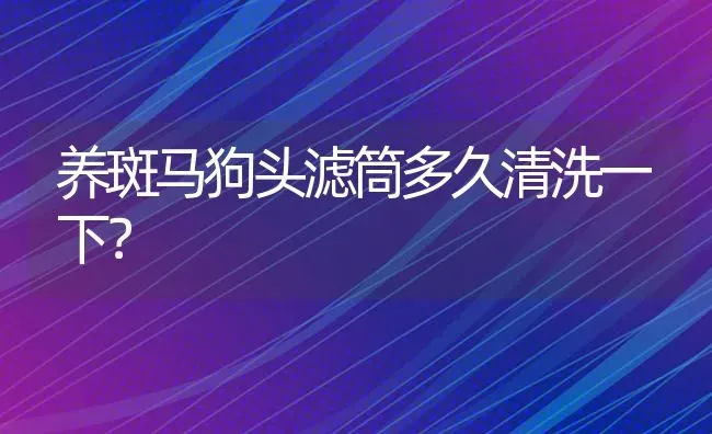 养斑马狗头滤筒多久清洗一下？ | 鱼类宠物饲养