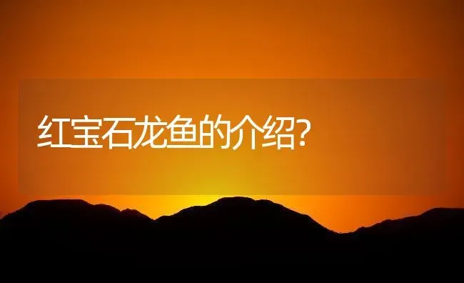 红宝石龙鱼的介绍？ | 鱼类宠物饲养