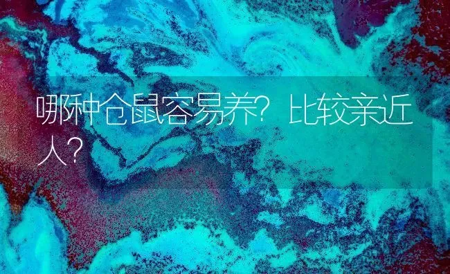 哪种仓鼠容易养？比较亲近人？ | 动物养殖问答