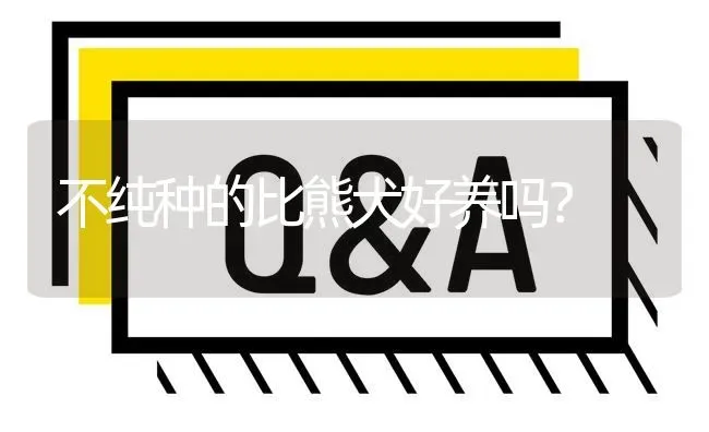 不纯种的比熊犬好养吗？ | 动物养殖问答