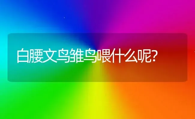 白腰文鸟雏鸟喂什么呢？ | 动物养殖问答