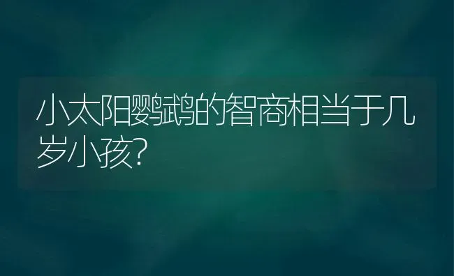 小太阳鹦鹉的智商相当于几岁小孩？ | 动物养殖问答