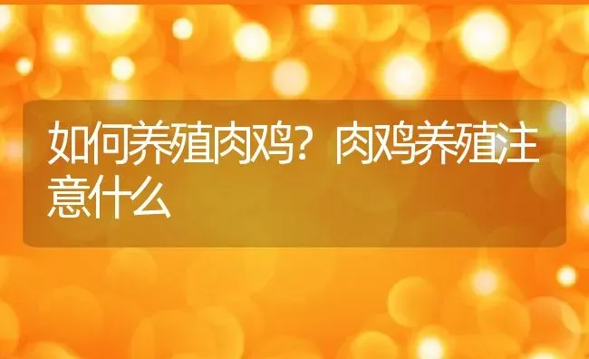 如何养殖肉鸡？肉鸡养殖注意什么 | 动物养殖百科