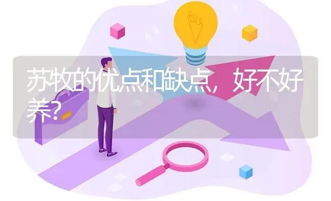 苏牧的优点和缺点，好不好养？ | 动物养殖问答