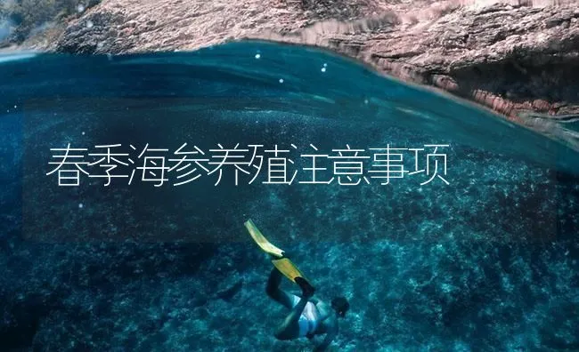 春季海参养殖注意事项 | 海水养殖技术