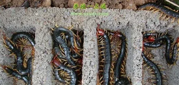 蜈蚣的生活习性和饲养管理