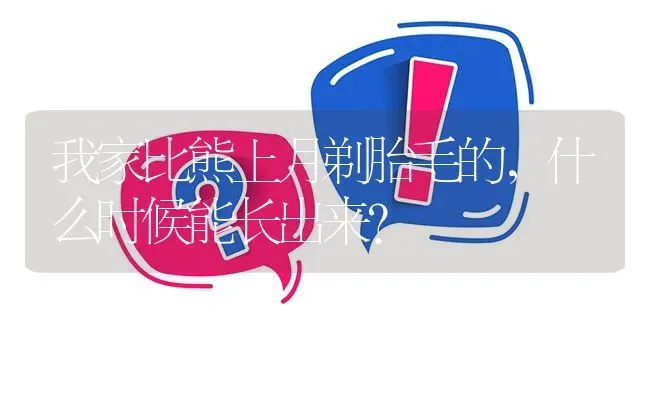 我家比熊上月剃胎毛的，什么时候能长出来？ | 动物养殖问答