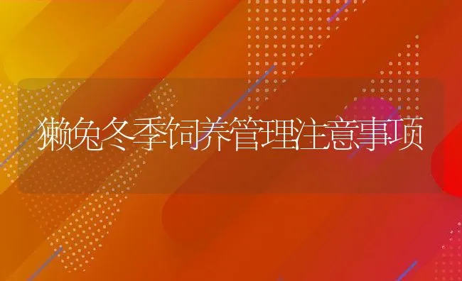 獭兔冬季饲养管理注意事项 | 动物养殖饲料