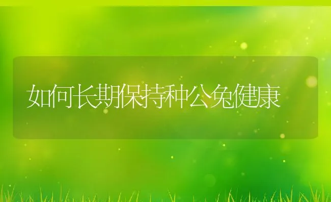 如何长期保持种公兔健康 | 动物养殖学堂