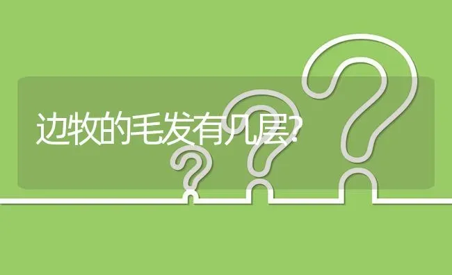 边牧的毛发有几层？ | 动物养殖问答