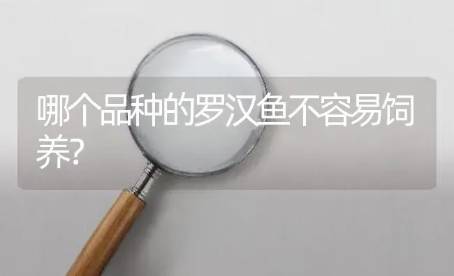 哪个品种的罗汉鱼不容易饲养？ | 鱼类宠物饲养