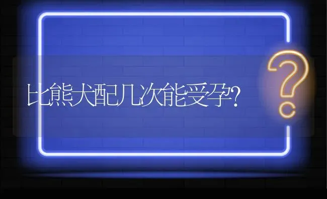 比熊犬配几次能受孕？ | 动物养殖问答